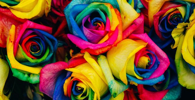 Colorful roses, decoration bouquet, close-up wallpaper