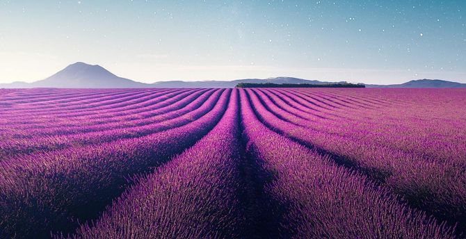 Farm, violet flowers, landscape, lavender, nature wallpaper
