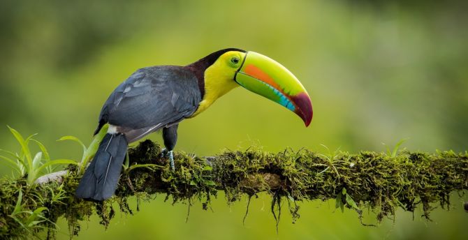 Toucan, colorful beak, bird wallpaper