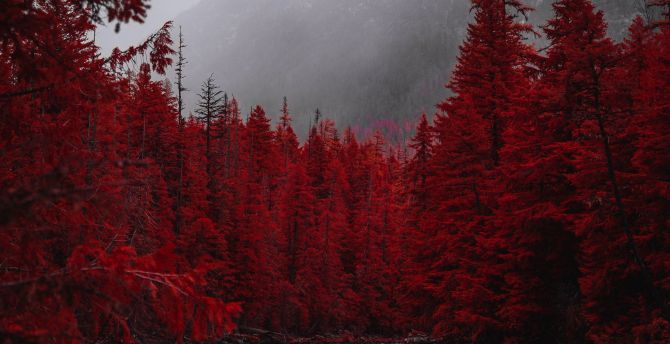 Red forest, tree, stream, nature wallpaper