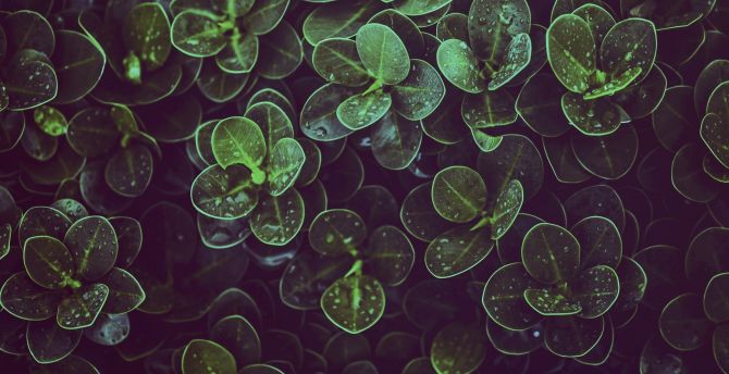 Drops, raindrops, leaves, green wallpaper