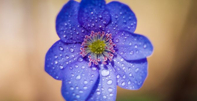 Blue flower, water drops, portrait wallpaper