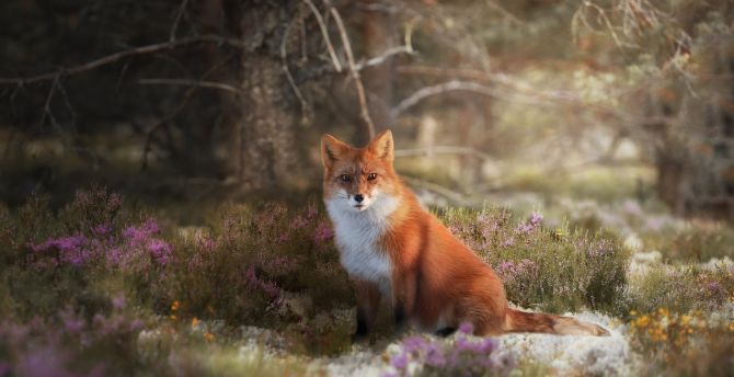 Wildlife, meadow, Red Fox, animal wallpaper