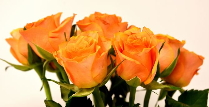 Roses, orange, flowers, bouquet wallpaper