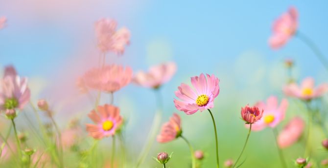 Pink cosmos, flowers, meadow, plants, blur wallpaper