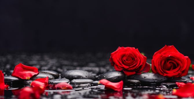 Red roses, petals, rocks, surface wallpaper