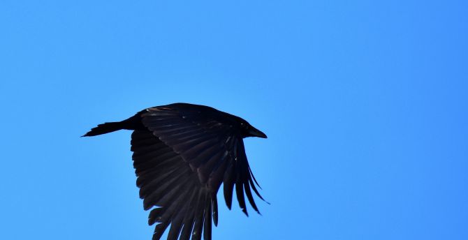 Black bird, raven, crow, flight wallpaper