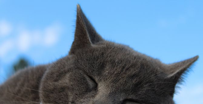 British Shorthair, Cat, muzzle, sleeping wallpaper