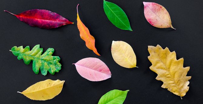 Autumn, various leaves, colorful wallpaper