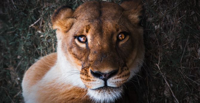 Lioness, female lion, curious, muzzle, close up wallpaper