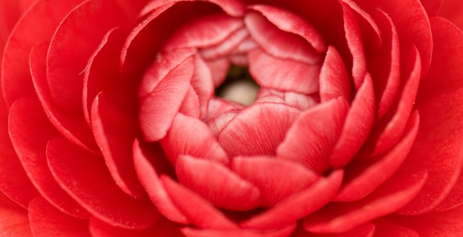 Close up, red buttercup, bud, petals wallpaper