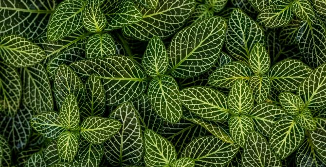 Plants, leaves, green, striped wallpaper