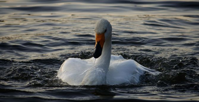 Swan, bird, white, swimming, water wallpaper