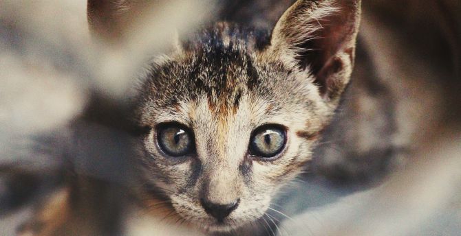Kitten, curious, animal, muzzle, pet wallpaper