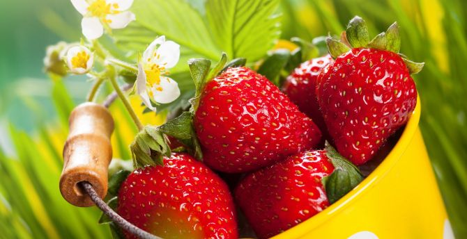 Strawberries, basket, fresh fruits wallpaper