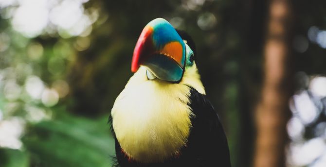 Toucan, colorful, beak, bird wallpaper