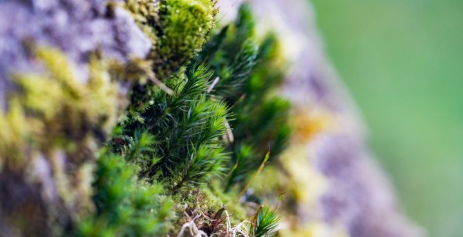 Moss, small grass, close up wallpaper