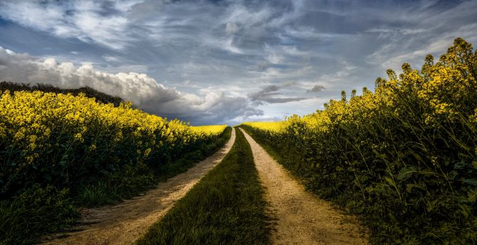 Pathway to farms, nature wallpaper