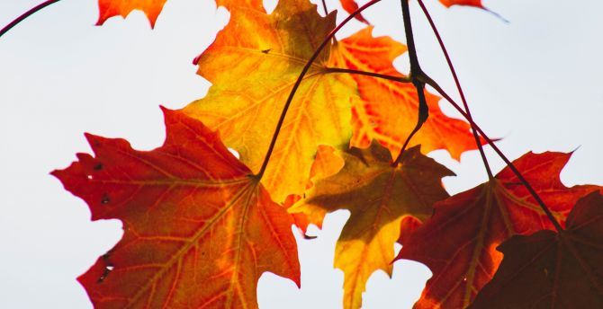 Autumn, yellow-orange leaf, maple, orange wallpaper