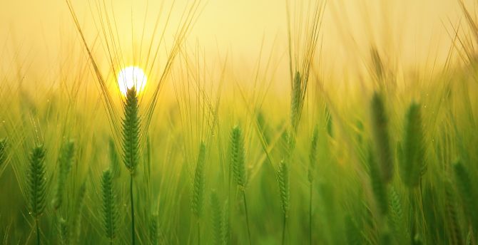 Barley field, grass threads, sunrise wallpaper