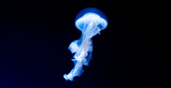 Blue jellyfish, dark, glow wallpaper