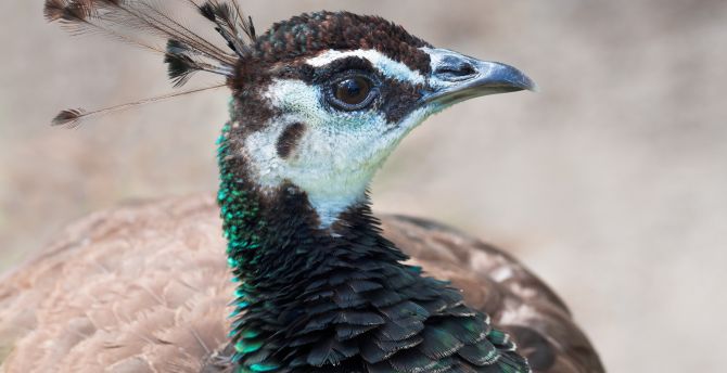 Peahen, peacock, muzzle, bird wallpaper