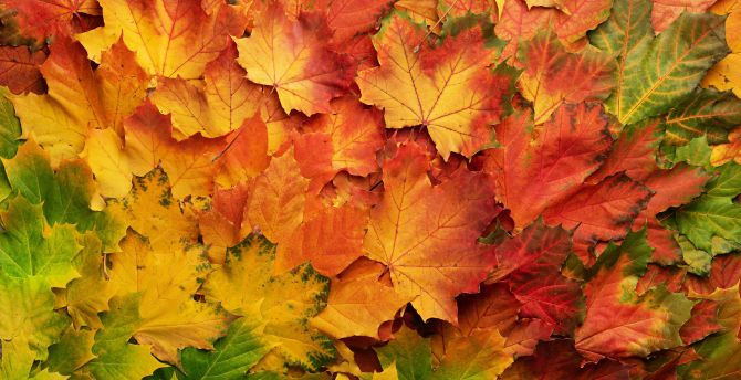 Autumn, leaf, colored wallpaper