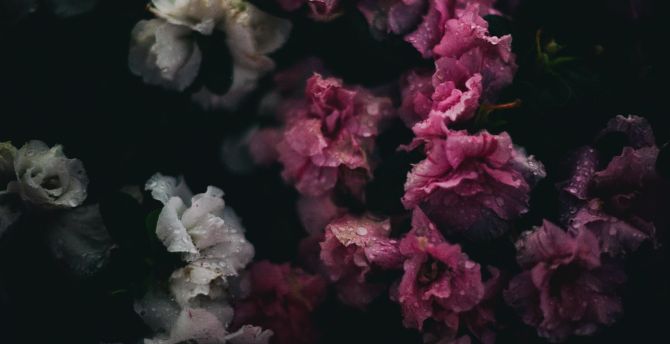 Bloom, beautiful flowers, white-pink wallpaper