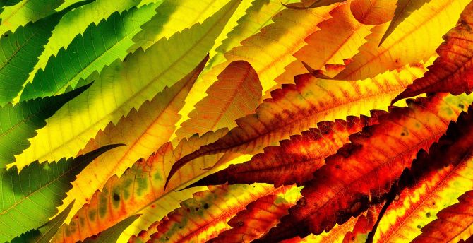 Colorful, leaf, autumn, close up wallpaper