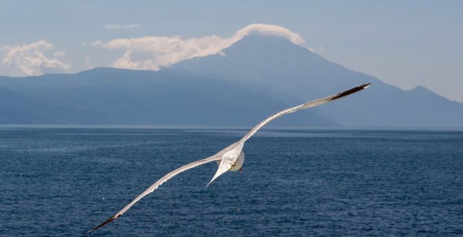 White bird, flight, sea, seagull wallpaper