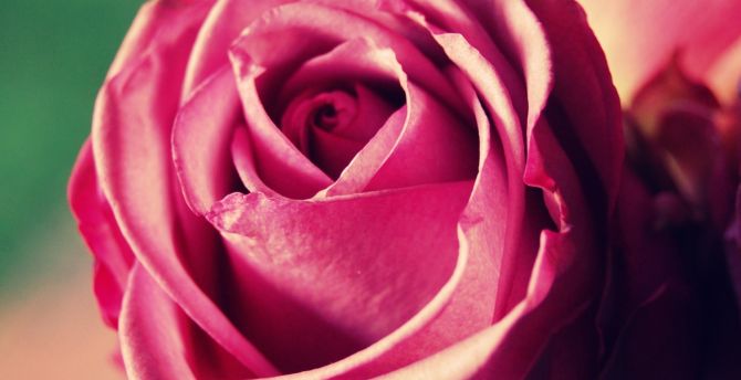 Lovely rose, pink flower, close up, bloom wallpaper