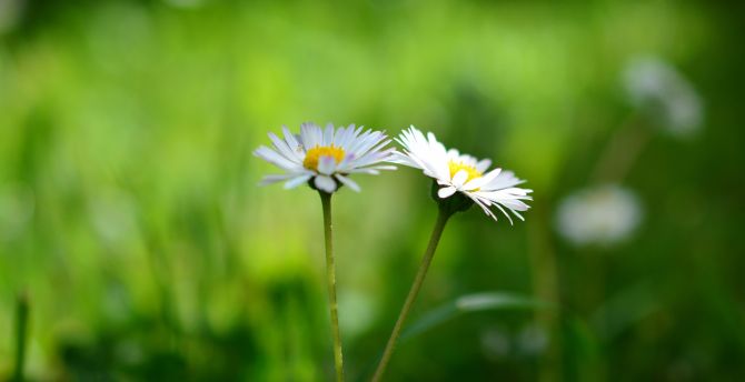 Daisy, flowers pair, bloom, blur wallpaper