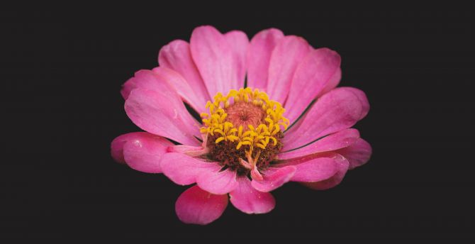 Portrait of flower, pink wallpaper