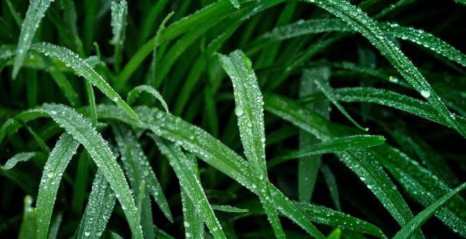 Green grass, nature, droplets wallpaper