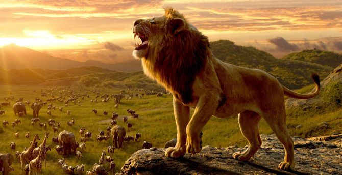 The Lion King, king of jungle, movie 2019, Simba wallpaper