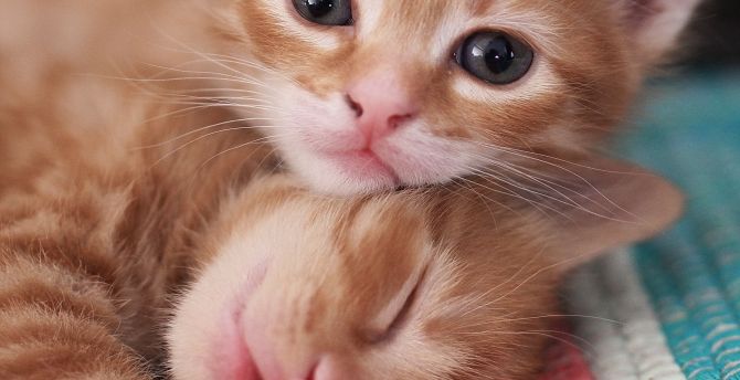 Cute, kittens, pet, stare wallpaper