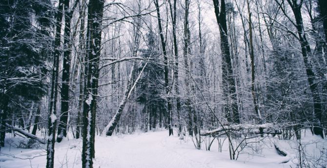 Dense, forest, winter, trees wallpaper