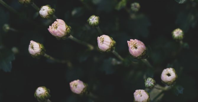 Small flowers, blur, bloom wallpaper