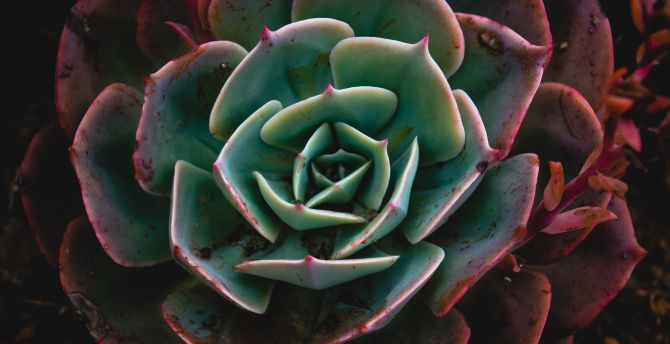 Close up, Echeveria, succulent, plant wallpaper