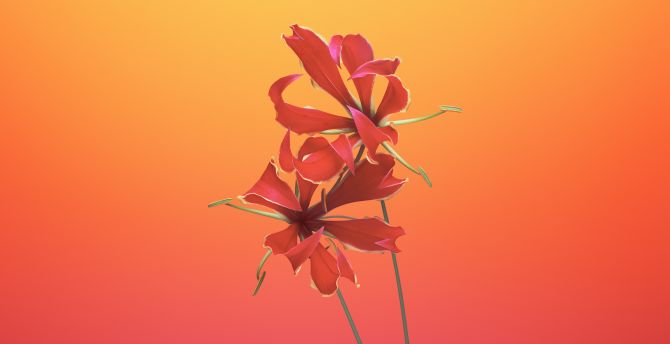 Lily flower, macOs Mojave iOS, 11 stock wallpaper