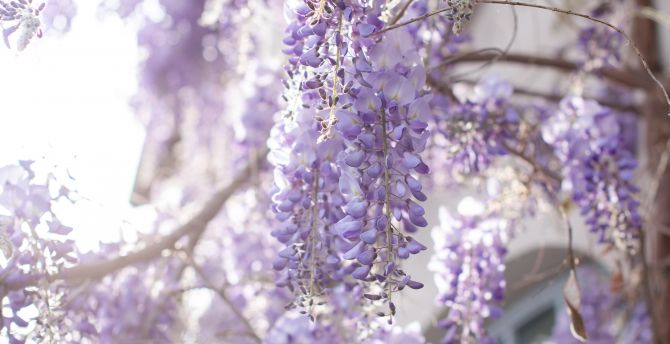 Purple-white flowers, blossom, tree branches wallpaper