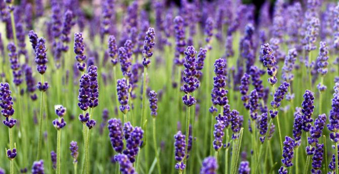 Lavender, flowers, farm, flora, nature wallpaper