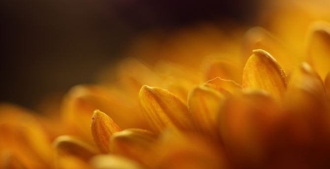Gerbera, yellow, flower, close up, petals wallpaper