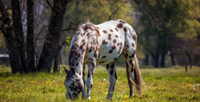Horse, spots, grazing, animal wallpaper