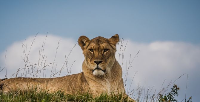 Confident, predator, sit, lioness wallpaper
