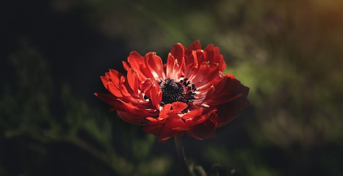 Red Anemone Flower Portrait Wallpaper Hd Image Picture Background Ed1a29 Wallpapersmug