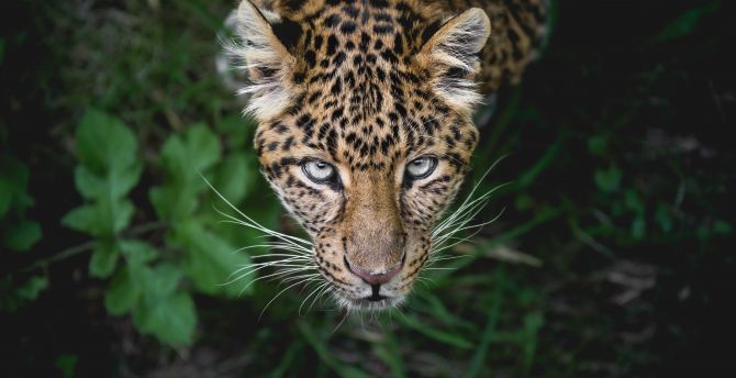 Leopard, predator, looking up, muzzle wallpaper