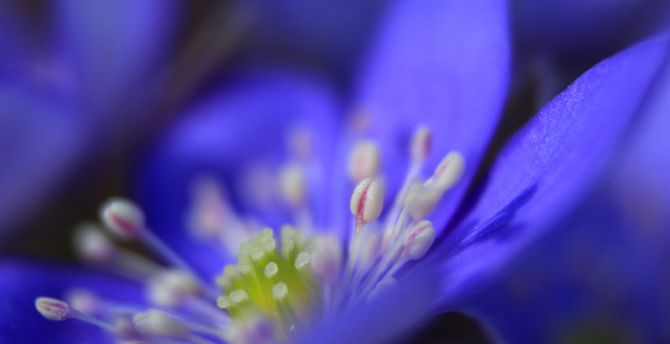 Anemone, flower, blue, close up wallpaper