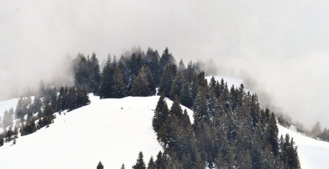 Winter, trees, snow layered ground, landscape wallpaper