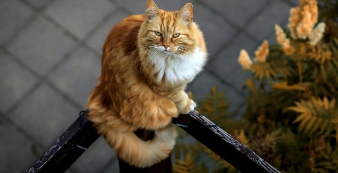 Orange tabby cat, pet, animal wallpaper